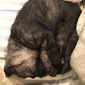 甘えたスリゴロの可愛い男の子です