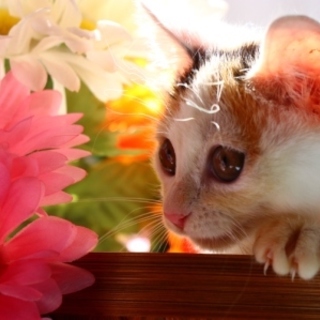 千秋♡とってもきれいな白ミケジョ！美猫です