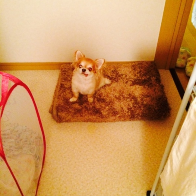 いなみまおのカバー写真