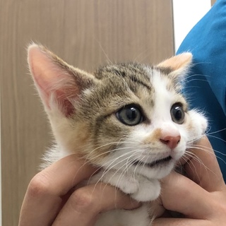 10 27お台場 美猫 東京都 猫の里親募集 ペットのおうち 月間利用者150万人