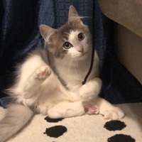 ふう