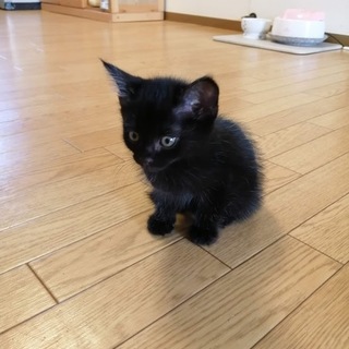 【里親決定】素敵なおうちに貰われました♪