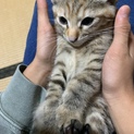 ふっくらした茶トラ仔猫