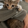 ふっくらした茶トラ仔猫 サムネイル2