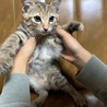 ふっくらした茶トラ仔猫 サムネイル3