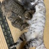 ふっくらした茶トラ仔猫 サムネイル4