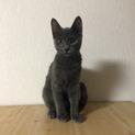 里親募集