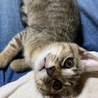 茶トラの仔猫　メス サムネイル4