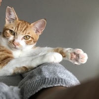 茶豆(ちゃまめ)