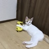 枝豆(えだまめ)