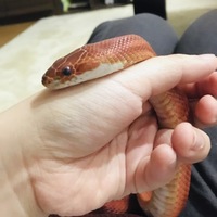 ゆべし