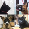 ぶぶも