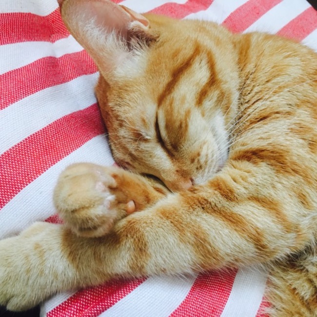 ぶぶものカバー写真