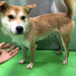 里親様決定しました✨✨ありがとうございました