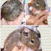 デグー