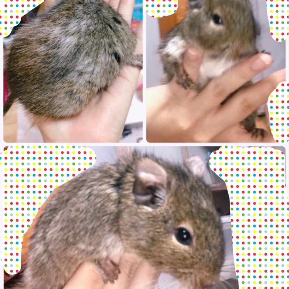 デグーのカバー写真