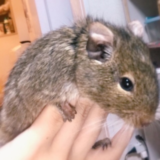 デグー(オス3歳)里親さん募集です