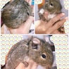 デグー(オス3歳)里親さん募集です サムネイル2