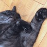 の写真
