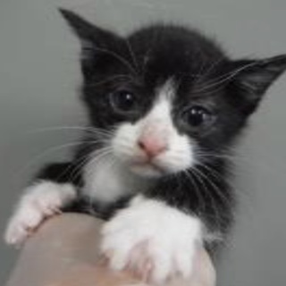 団体様より引出し。子猫♀239