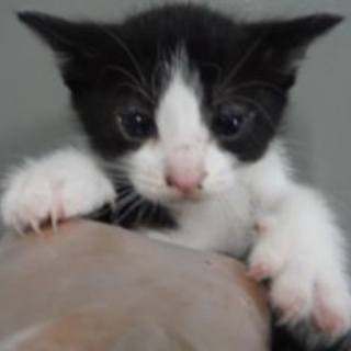 団体様より引出し。子猫♀240