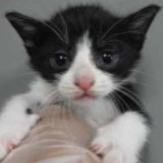 団体様より引出し。子猫♂241