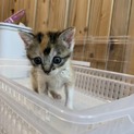 とても可愛いミケ猫ちゃんです！