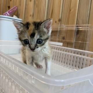 とても可愛いミケ猫ちゃんです！