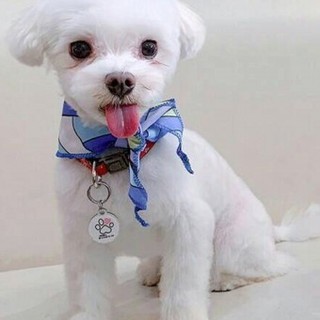 マルチーズのヒカルくん