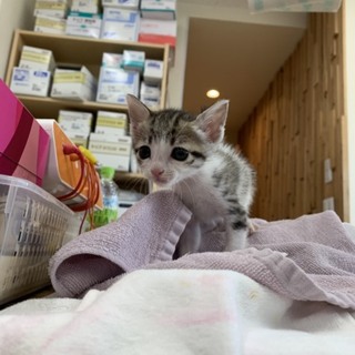 可愛らしいキジ猫ちゃんです^ ^