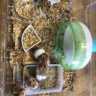 ゴールデンハムスター  オス1匹 里親募集