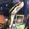脱皮終了 自信満々に訴えてます(笑)