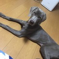 ワイマラナー9ヶ月の男の子です！再募集です、、、、
