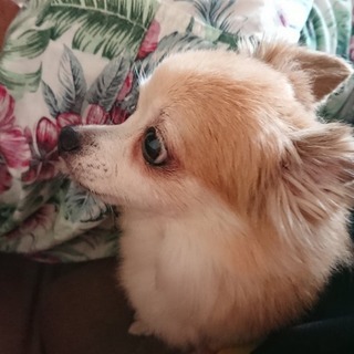 ハンサムで元気いっぱい！チワワ♂のマロンくん