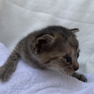 にも　　生後２０日くらい　性別不明