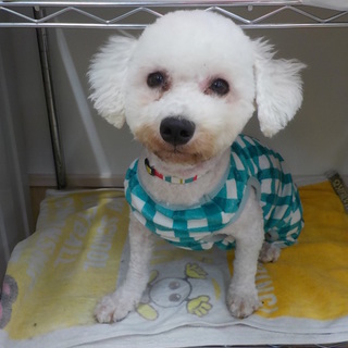 里親さん決定しました！！