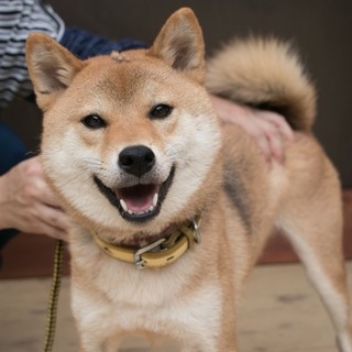 柴犬うきえちゃん  ５歳
