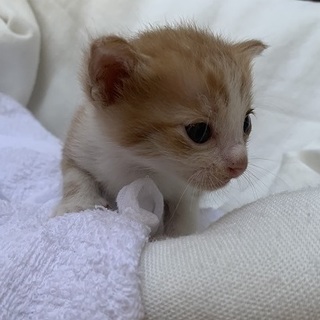 なっち　　　　生後２０日くらい　性別不明