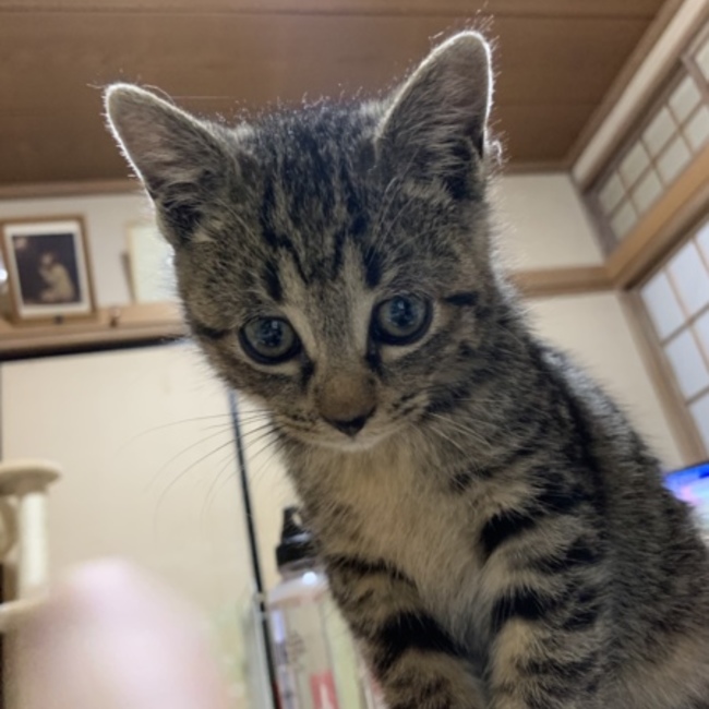 ほたてのママのカバー写真