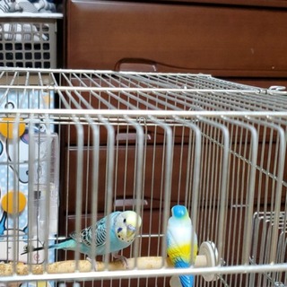 セキセイインコ里親募集2羽