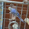 セキセイインコ里親募集2羽 サムネイル2