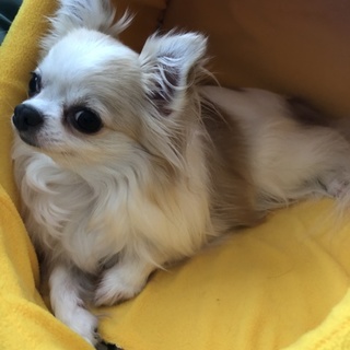 お嬢様のメイリーちゃん♥️