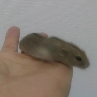 ステップレミング里親さん募集！