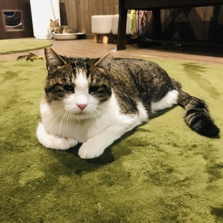 おっとりな甘えん坊　きじ白の大輔くん