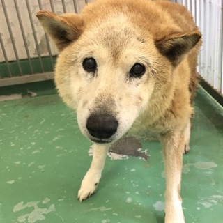 飼い主さんのお迎えがありました