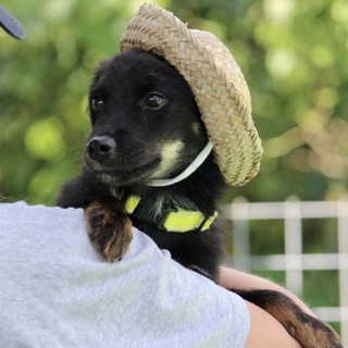 帽子の似合う6カ月の可愛い仔犬くん