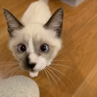 シャーム