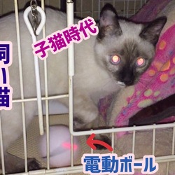 まだ白い時代(w)の真夜中の電動ﾎﾞｰﾙ遊び