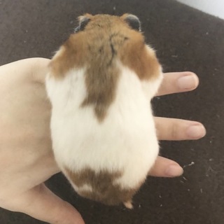 ゴールデンハムスター