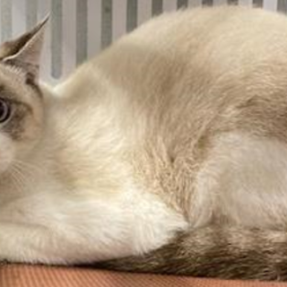 譲渡されました。